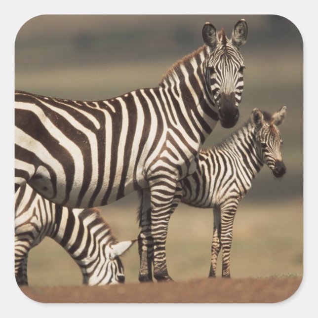 Baby Burchell's Zebra with mother Square Sticker (Front)