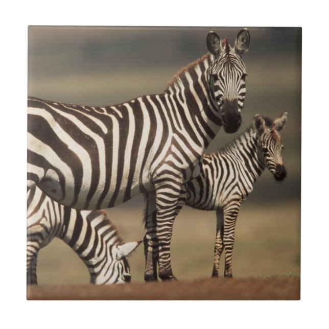 Baby Burchell's Zebra with mother Tile (Front)