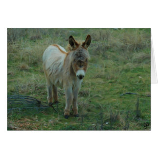Baby Burro