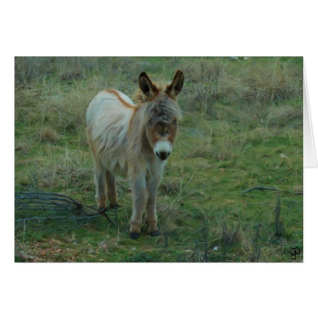 Baby Burro (Front Horizontal)