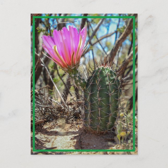 Baby Cactus Postcard (Front)