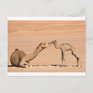 Baby Camel and its Mother Postcard
