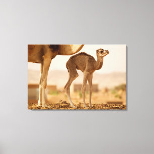 Baby Camel Canvas Print