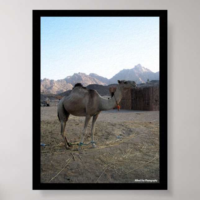 Baby Camel in Desert Poster (Front)