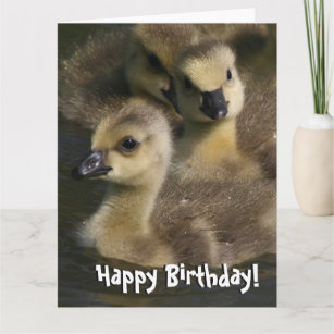 Baby Canada Geese Birds Birthday Greeting Card