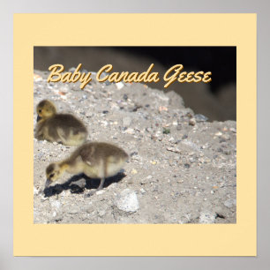Baby Canada Geese Poster