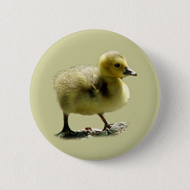 Baby Canadian Goose Button (Front)
