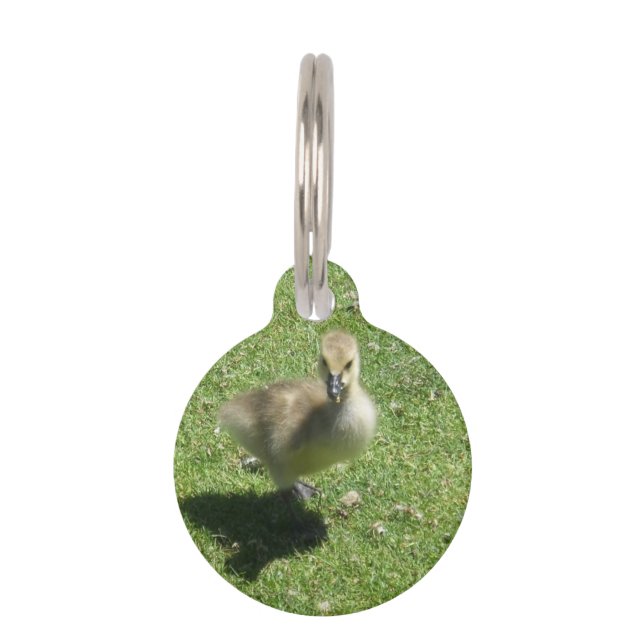Baby Candian Goose Pet Tag (Front)