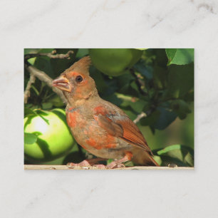 Baby Cardinal ATC Business Card