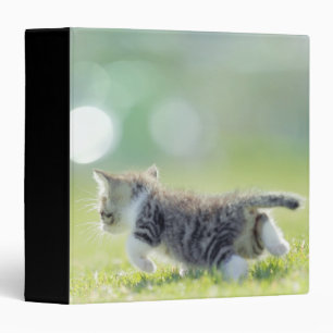 Baby cat running on grass field. binder