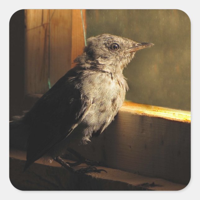 Baby Catbird Square Sticker (Front)