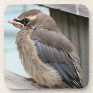 Baby Cedar Waxwing Bird Nature  Coaster