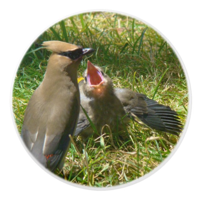 Baby Cedar Waxwing Bird Wildlife Animals Knob (Front)
