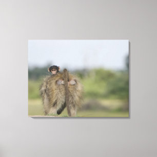 Baby Chacma Baboon (Papio ursinus) riding Canvas Print