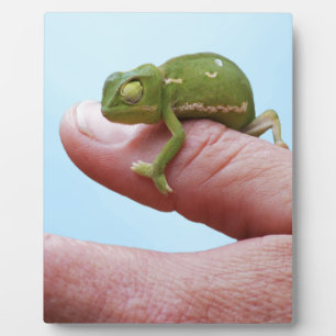 Baby chameleons perspective plaque