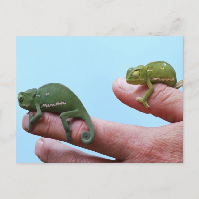 Baby chameleons perspective postcard (Front)