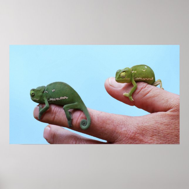 Baby chameleons perspective poster (Front)