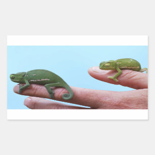 Baby chameleons perspective sticker