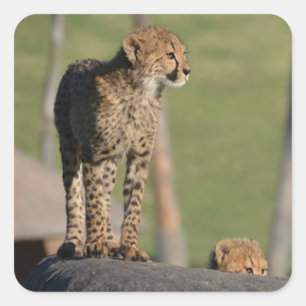 Baby Cheetahs Peeking on Rock Square Stickers
