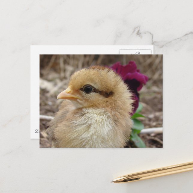 Baby Chick and Pansy Flower Postcard (Front/Back In Situ)
