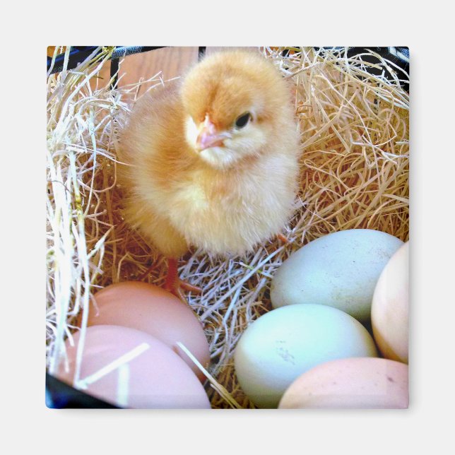 Baby chick in basket of eggs. Easter basket. Magnet (Front)