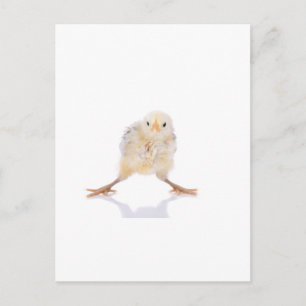 Baby chick postcard