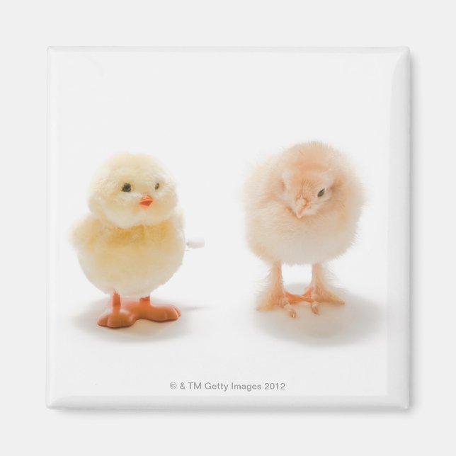 Baby chicken and fake mechanical chicken magnet (Front)