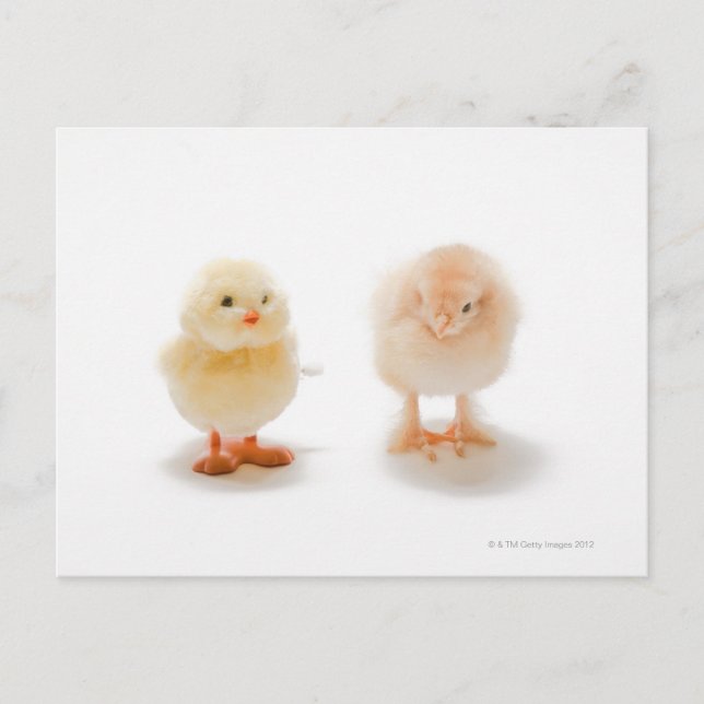 Baby chicken and fake mechanical chicken postcard (Front)