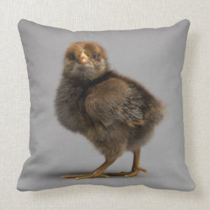Baby Chicken Throw Pillow