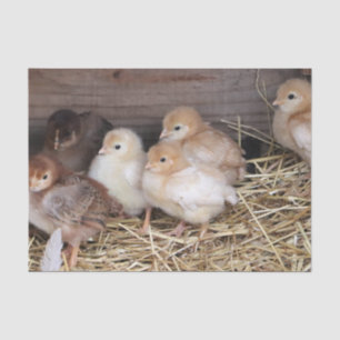 Baby Chickens cute chicks farm photography Tissue Paper