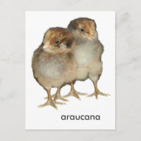 Baby chicks araucana chickens ornithology birds
