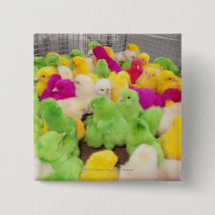 Baby Chicks In A Pen At A Market Coloured By Dye 2 Inch Square Button