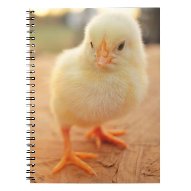 Baby Chicks Notebook (Front)