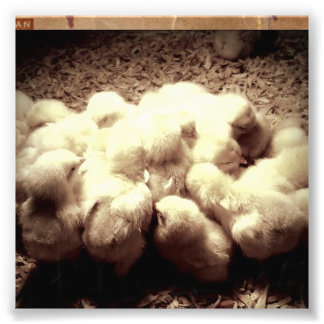 Baby chicks photo print