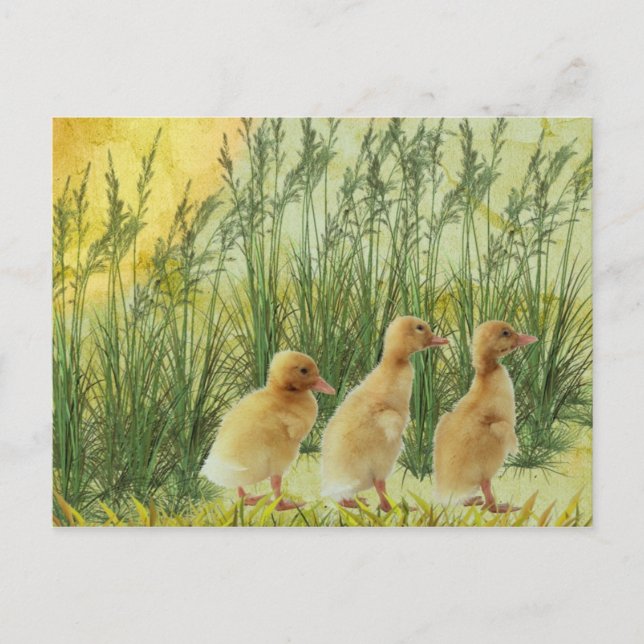 Baby chicks postcard (Front)