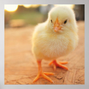 Baby Chicks Poster