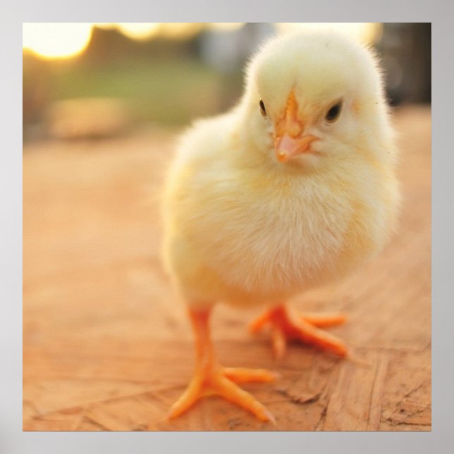 Baby Chicks Poster (Front)