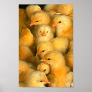 Baby chicks poster