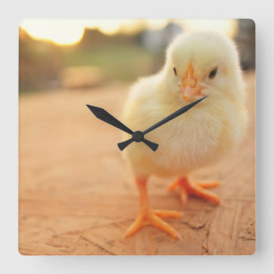 Baby Chicks Square Wall Clock