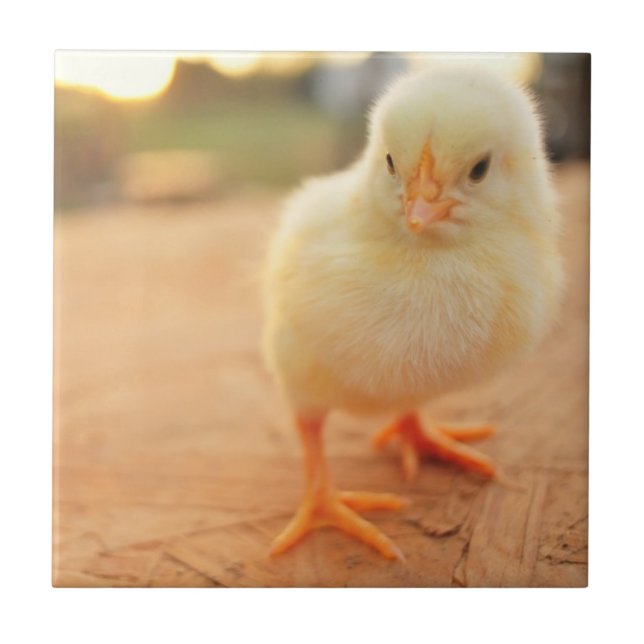 Baby Chicks Tile (Front)