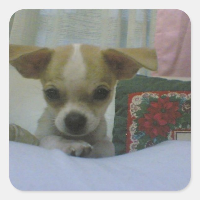 Baby Chihuahua Puppy Square Sticker (Front)