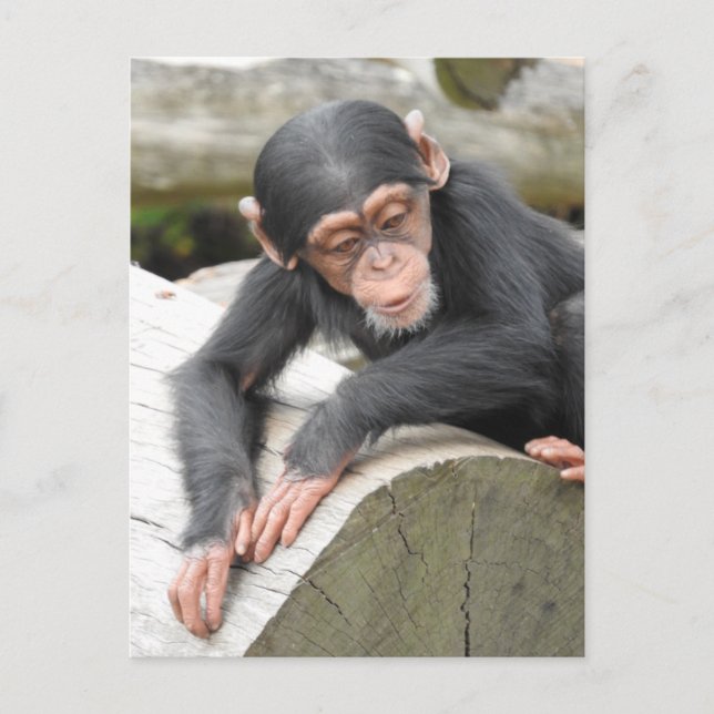 Baby Chimp Postcard (Front)