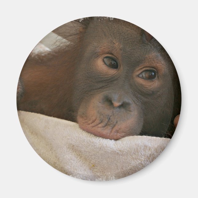 Baby Chimp Round Magnet (Front)