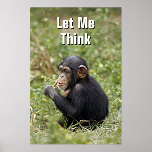 Baby Chimpanzee   Pan Troglodytes Poster