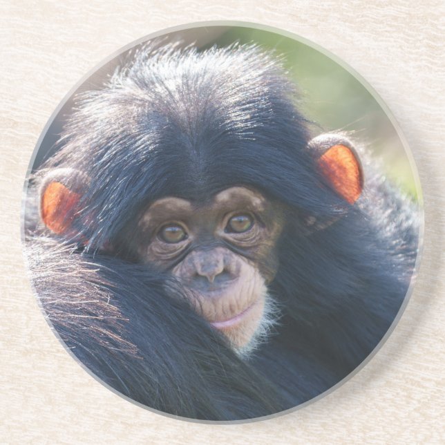 Baby Chimpanzee's Journey Coaster (Front)
