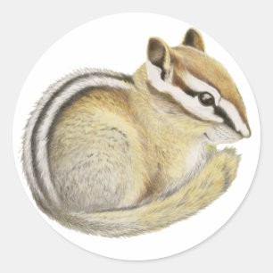 Baby Chipmunk Classic Round Sticker