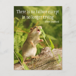 Baby Chipmunk Essayez Citer Carte Postale