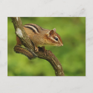 Baby Chipmunk in a Tree Postcard