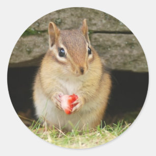 baby chipmunk with strawberry classic round sticker