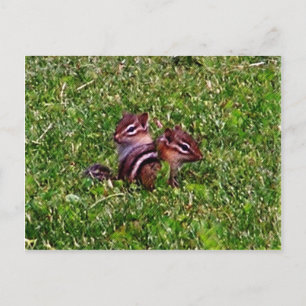 Baby Chipmunks Carte postale animal de premier jou